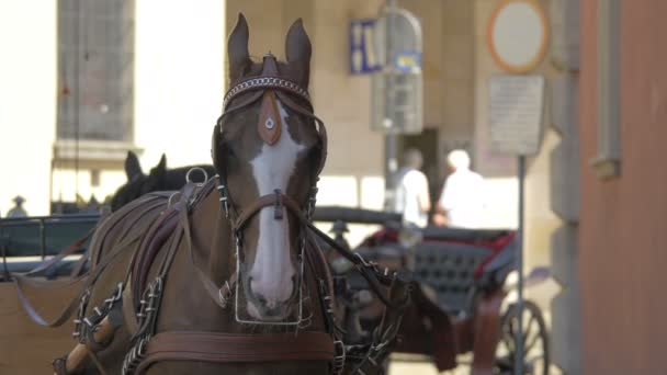 Коричневая Лошадь Привязанная Карете — стоковое видео