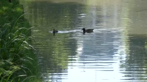 Ducks Swimming Lake — Stock Video