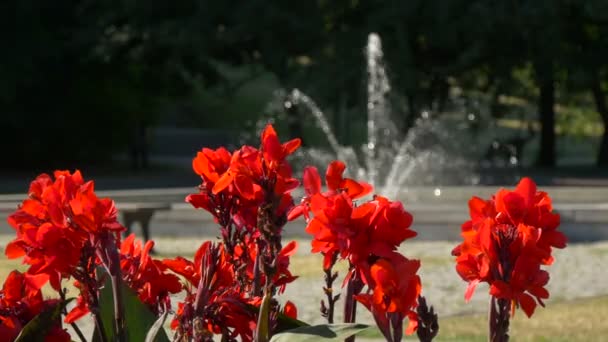 Κόκκινα Λουλούδια Και Ένα Σιντριβάνι — Αρχείο Βίντεο