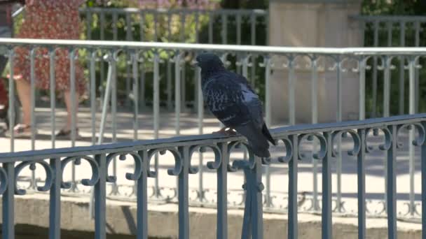 Pigeon Relaxant Sur Une Rampe — Video