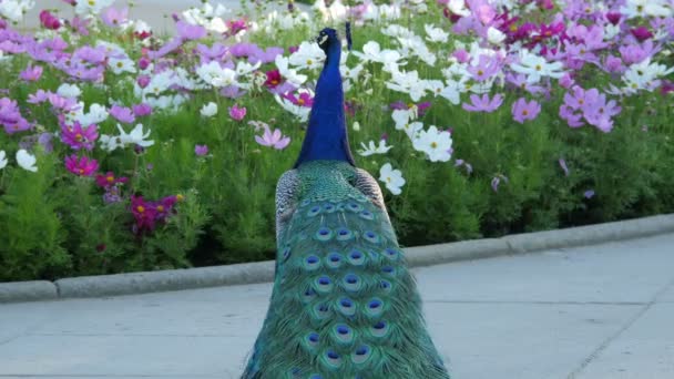 Pohled Peacock Blízkosti Květin — Stock video