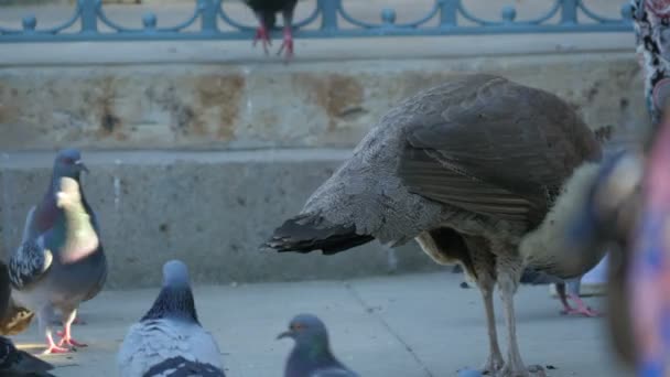 Fåglar Som Äter Från Marken — Stockvideo