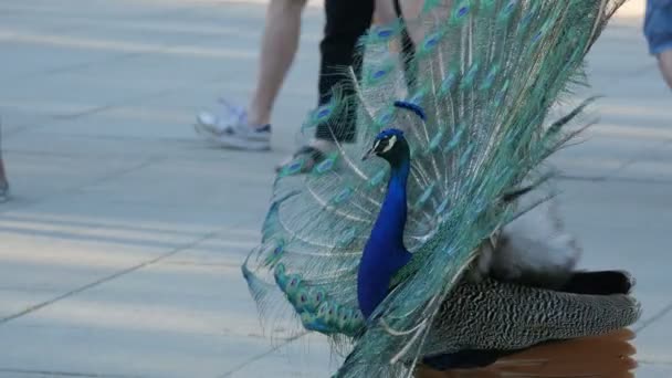 Pavão Indiano Rua — Vídeo de Stock