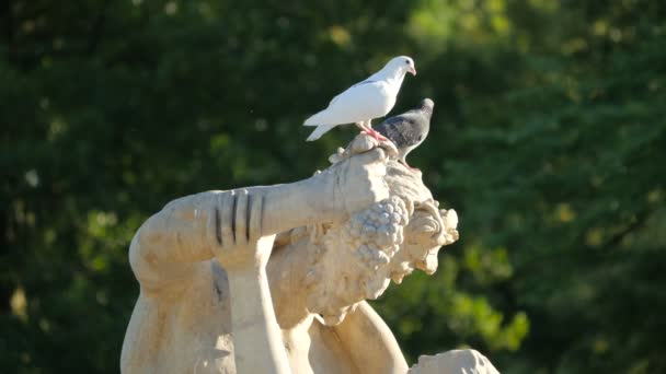 Twee Vogels Rustend Standbeeld — Stockvideo