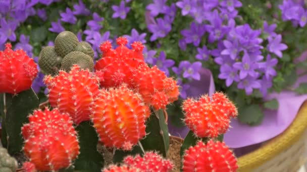 赤いサボテンの花と紫色の花 — ストック動画