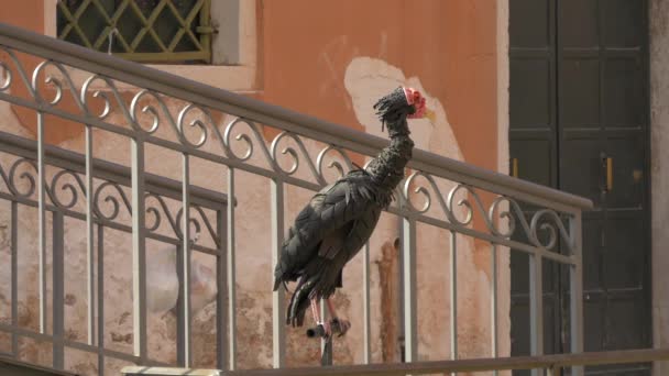 Άποψη Της Γλυπτικής Bird Καουτσούκ — Αρχείο Βίντεο