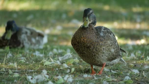 Patos Grama Verde — Vídeo de Stock