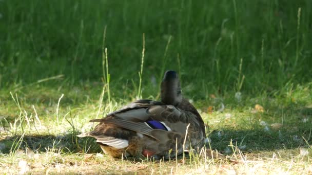 Duck Cleaning Its Brown Feathers — Αρχείο Βίντεο