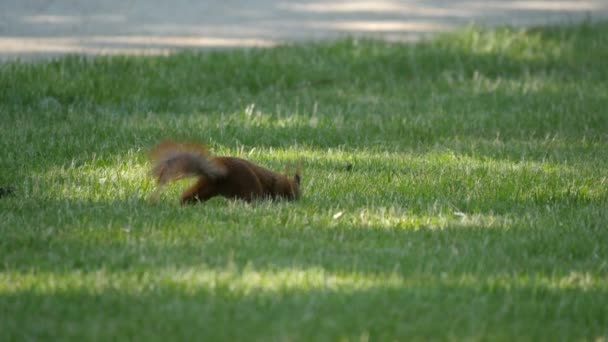 Squirrel Jumping Grass — Vídeo de Stock