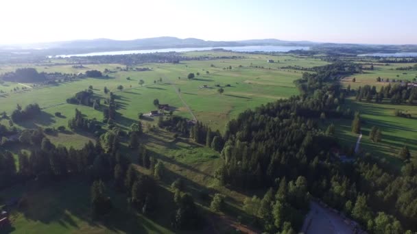 Luftaufnahme Von Ebenen Mit Tannen — Stockvideo