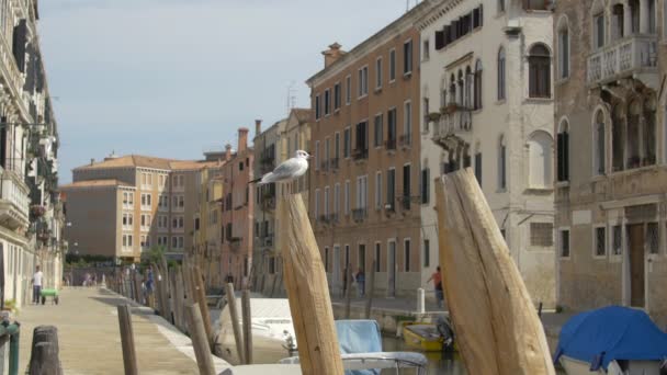 在意大利威尼斯的一个泊位上的海鸥 — 图库视频影像
