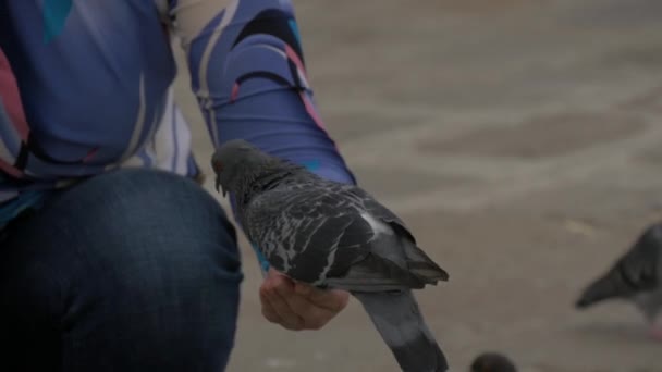 Eine Person Füttert Tauben — Stockvideo