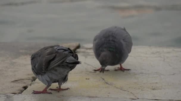 비둘기 마리가 앉는다 — 비디오