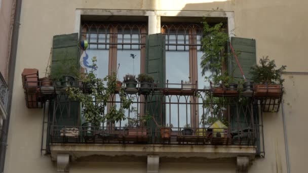 Balcony Window Shutters Flowers — Stock Video