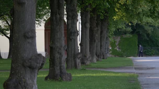 Pnie Drzew Wzdłuż Alejki — Wideo stockowe