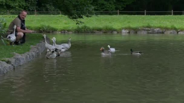 Homem Alimentando Gansos Lago — Vídeo de Stock