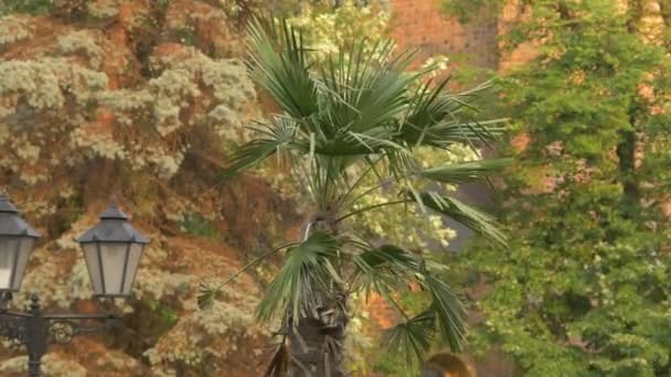 Palmera Pequeña Calle Ciudad — Vídeo de stock