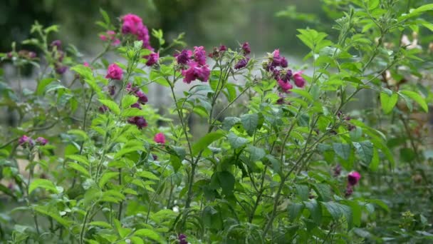 Flores Plantas Cor Rosa — Vídeo de Stock