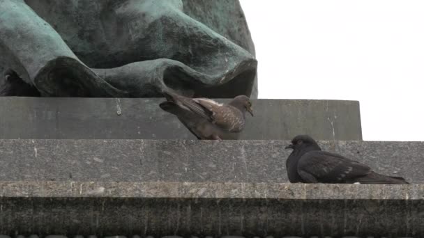 Aves Pedestal Estátua — Vídeo de Stock
