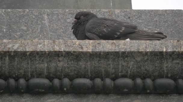 Nahaufnahme Eines Schlafenden Vogels — Stockvideo