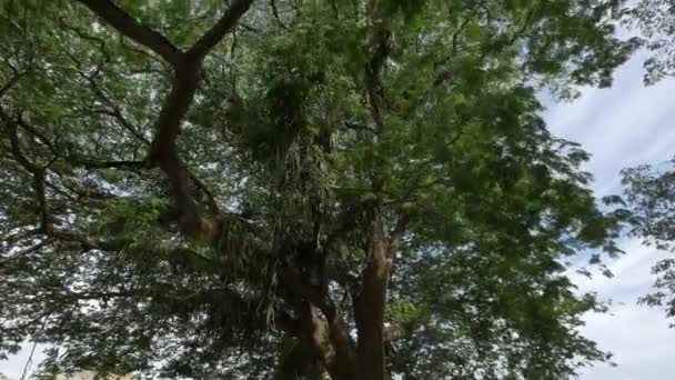 Κλίση Πάνω Από Ένα Δέντρο — Αρχείο Βίντεο