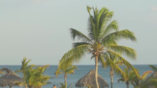 Palm Tree Thatched Roofs — Stock Video