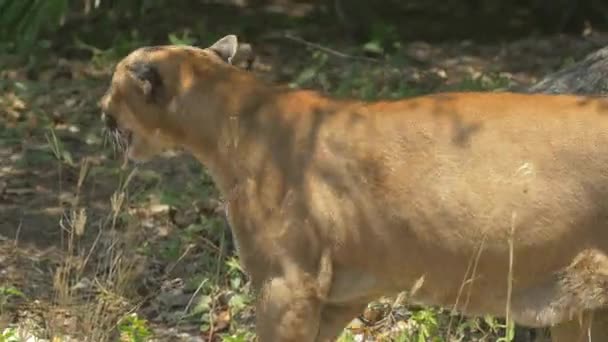 León Montaña Caminando Masai Mara — Vídeo de stock