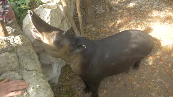 Tapir Zoo — Stockvideo
