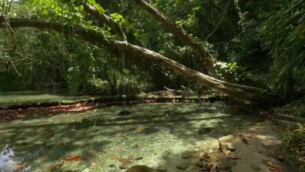 Étang Dans Forêt Tropicale — Video