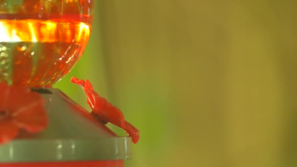Hummingbird Água Potável Close — Vídeo de Stock