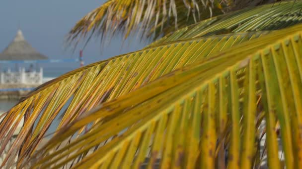 Palmiye Yapraklarını Kapat — Stok video