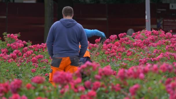 Jardiniers Travaillant Parmi Les Roses Roses — Video