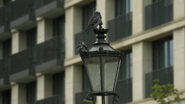 Vögel Sitzen Auf Einem Laternenpfahl — Stockvideo