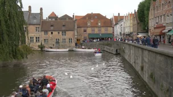 Cisnes Barco Com Turistas Canal Dijver — Vídeo de Stock