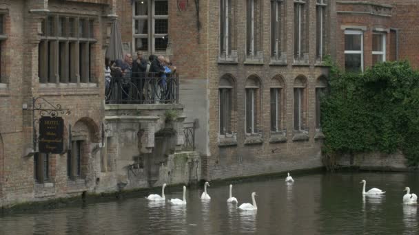Pessoas Assistindo Cisnes Nadando Canal Dijver — Vídeo de Stock