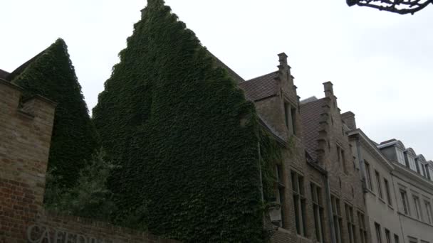 Muur Van Een Gebouw Bedekt Met Klimop — Stockvideo