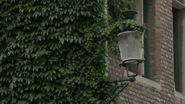 Lampa Zabytkowa Pokryta Bluszczem — Wideo stockowe
