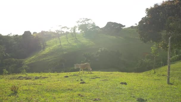 驴子在绿地上散步 — 图库视频影像