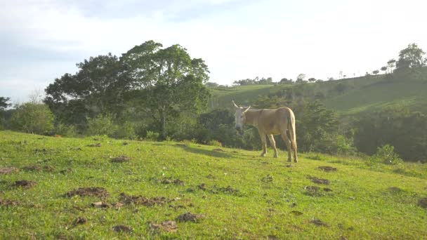 驴子在绿地上吃草 — 图库视频影像