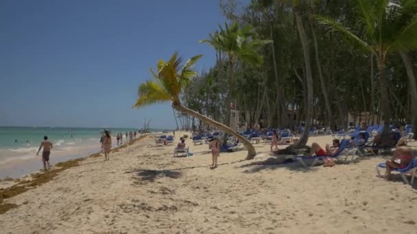 Palma Piegata Sulla Spiaggia — Video Stock