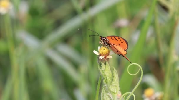 Μια πεταλούδα, καστανομάλλα, σκαρφαλωμένη σε ένα λουλούδι — Αρχείο Βίντεο