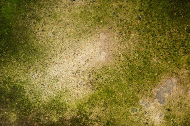 Arka plan, zemin deseni, duvar, arka plan, masa üstü, yer dokusu, dekorasyon gibi kullanılacak şekilde beton zeminde yeşil liken lekesi var..