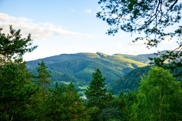 Bergblick aus dem Wald — Stockfoto