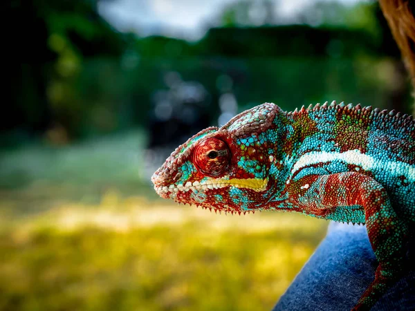 Panter Bukalemun Furcifer Pardalis Güzel Renkler — Stok fotoğraf