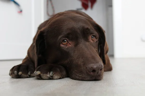 A brown labrador in his new house