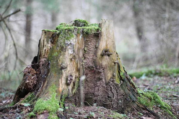 Old Tree Dark Forest — Stockfoto