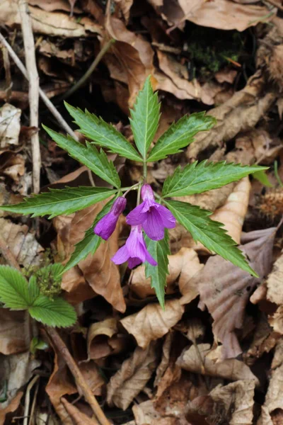 Slovakya 'ya bahar geldiğinde