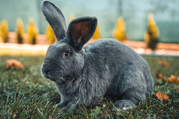 bir tavşan portresi