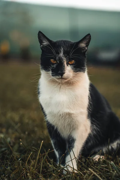 Yeşil arka planda siyah bir kedinin portresi