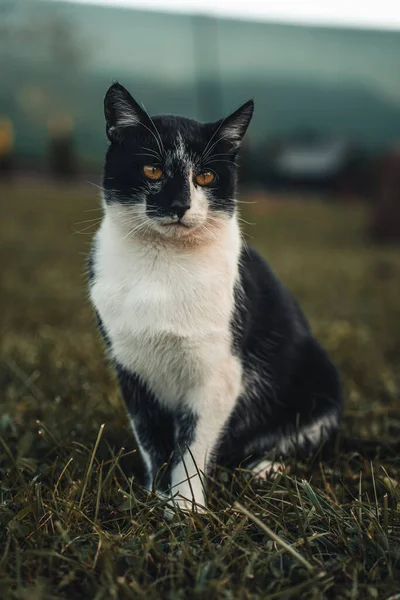 çimlerde oturan kedi